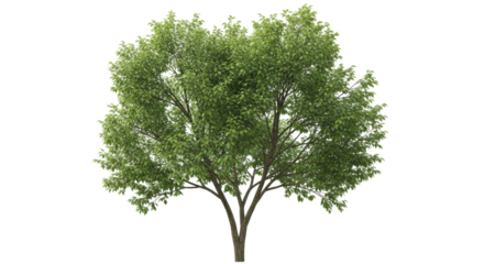 Isolated deciduous tree with green leaves against a neutral background for compositing