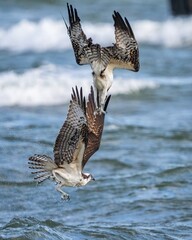 Osprey in flight and catching fish for dinner