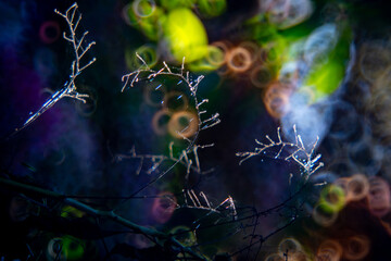 makro © solmaremi