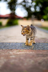 Distressed Stray Kitten Standing on Pathway Looking Vulnerable Animal Portrait