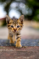Detailed Close-up of a Charming Striped Kitten Walking Towards the Camera