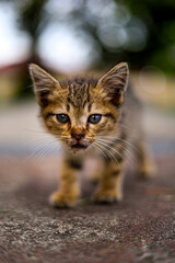 Cute Portrait Young Domestic Shorthair Kitten Cat Outdoor Close Up
