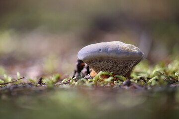 mushroom in the grass