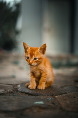 Cute Close Up Ginger Kitten Sitting on Stone Pavement Outdoor