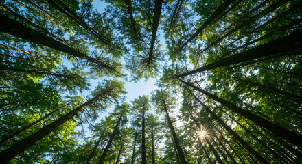 Tall pine trees viewed from below with sunlight shining through forest canopy