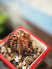 cactus in small pot greenhouse growing slow