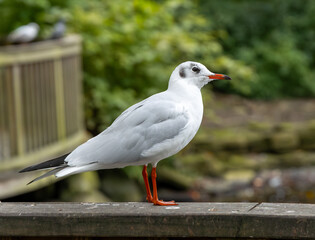 Fototapeta premium The Watchful Gull