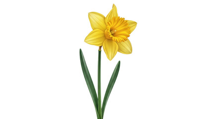 Isolated Daffodil Flower with Stem and Leaves, Springtime Bloom with Golden Yellow Petals © Lena