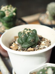 cactus in small pot greenhouse growing slow