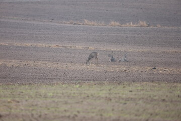 Three roe deer in an open field under rain