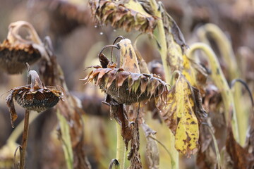 Sunflower with drooping head under raindrops