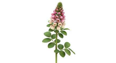Isolated flower head of False Indigo, a pink bloom on a stem with green leaves. Plant.