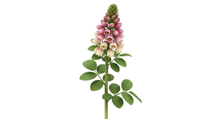 Isolated flower head of False Indigo, a pink bloom on a stem with green leaves. Plant.