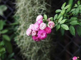 flower blooming in garden freshand relax