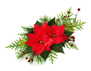 Christmas poinsettia flowers and evergreen twigs with red berries in a holiday arrangement isolated on white or transparent background