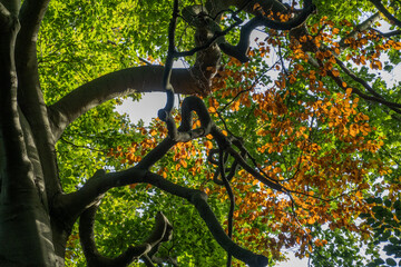 Autumn colors in an strangely shaped crown of a beech tree on Royal estate the Horsten near Wassenaar in the West of the Netherlands