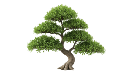 Isolated bonsai tree with short leaves and sinuous trunk for modern home decor ideas