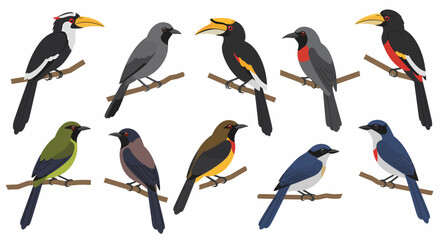 Ten colorful tropical birds perched on brown branches against a white background © Faisal