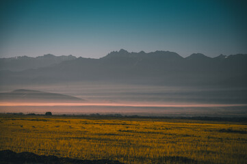 morning mist over the field