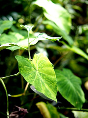 caladium bicolor and green leave in garden background