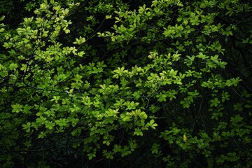 Fototapeta premium Fresh green leaves thriving on tree branches, creating a vibrant contrast against the shadowy backdrop of a dense forest