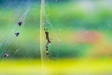 緑の背景に浮かぶジョロウグモの巣と美しい糸の模様