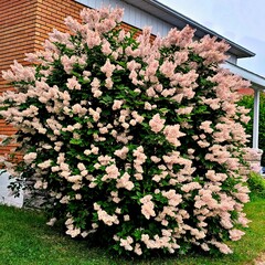 Full bloom Lilac tree near my house
