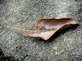 dried leaves on ground great for soil and art by light