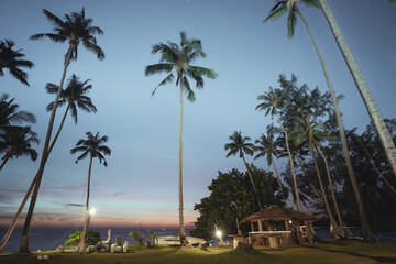 Tropical beach with coconut palm tree and crystal clear ocean. Summer vacation in tropical paradise concept