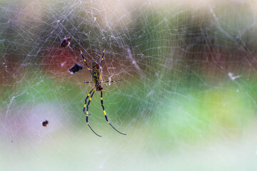 秋の野原に張られたクモの巣とジョロウグモ