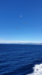 Blue Sea with Blue Sky and Flying Seagulls
