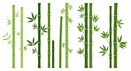 Stylized illustration of various green bamboo stalks with leaves against a white background © Faisal