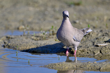 Türkentaube // Eurasian collared dove (Streptopelia decaocto) 