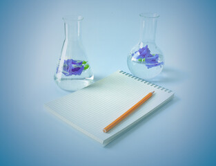 Butterfly pea herb in tube for experiments biology in the laboratory .