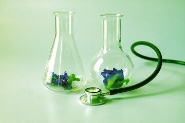 Butterfly pea herb in tube for experiments biology in the laboratory .