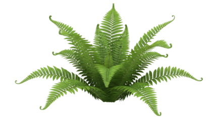 Isolated Nephrolepis exaltata, commonly known as the sword fern, beautiful, tropical plant