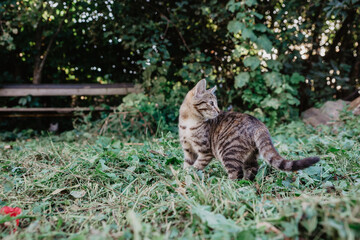 bengal cat in the garden