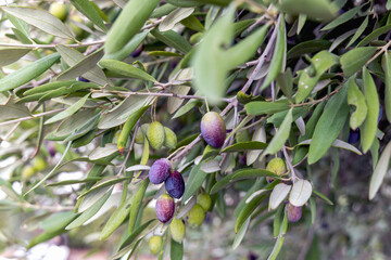 Ripe black and green olive on olive tree