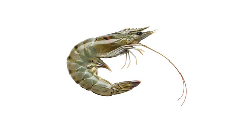 Isolated Fresh raw tiger prawn shrimp for culinary use as seafood delicacy, protein source