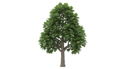 Isolated tree with lush green leaves standing against a neutral backdrop to give natural vibes