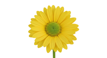 Isolated close-up of a vibrant yellow gerbera daisy flower with a striking green center