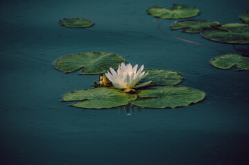 white water lily in pond