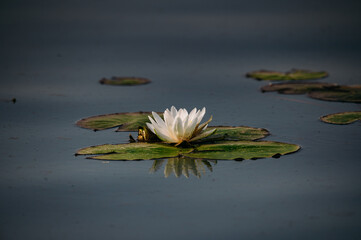 white lotus flower