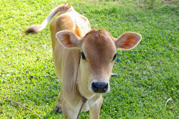A White color Cow calf closeup photo