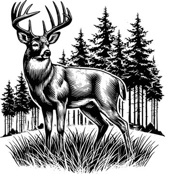 Deer hunting svg, buck svg,Whitetail buck  SVG,hunting SVG