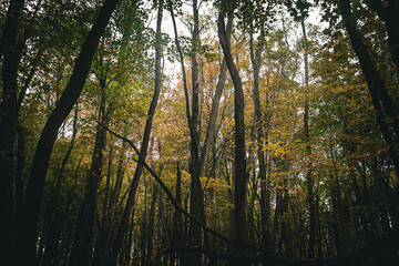 Obraz premium Golden House highlights the golden hues of autumn's color palette. 