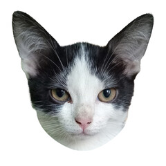 Close up of a black and white cat face isolated on transparent background. Cute domestic pet with curious eyes and alert ears, perfect for design, logo, or sticker use.

