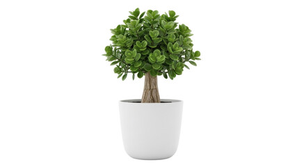 Isolated small decorative faux tree in flowerpot for interior design and decoration ideas