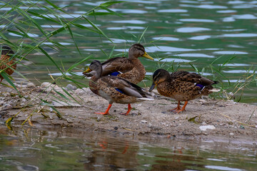ducks in the lake