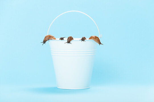 bucket filled with collected snails, garden pests, invasive species Spanish slug